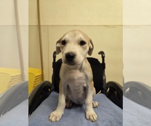 Labrador Retriever-Unknown Mix Dogs for adoption in Amarillo, TX, USA