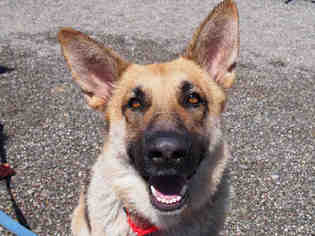 German Shepherd Dog Dogs for adoption in Santa Rosa, CA, USA