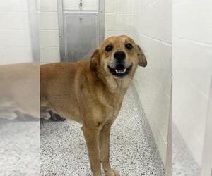 Spanador Dogs for adoption in Canfield, OH, USA