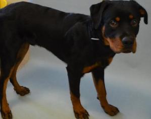 Medium Photo #1 Rottweiler Puppy For Sale in Hillsboro, NH, USA