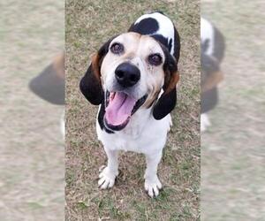Black and Tan Coonhound Dogs for adoption in Green Cove Springs, FL, USA