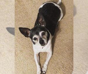 Rat Terrier Dogs for adoption in Dalzell, SC, USA