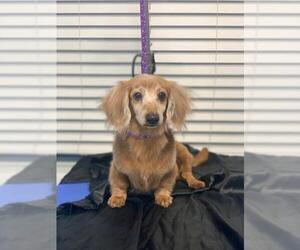 Dachshund Dogs for adoption in Ceres, VA, USA