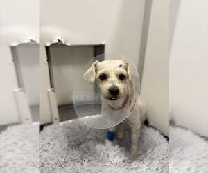Poodle (Miniature) Dogs for adoption in Studio City, CA, USA