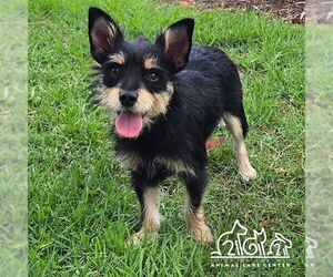 Mutt Dogs for adoption in Irvine, CA, USA