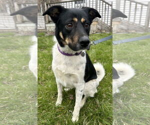 Labrador Retriever-Unknown Mix Dogs for adoption in SHERBURNE, NY, USA