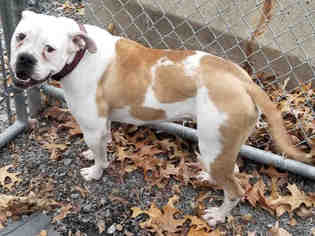 American Bulldog Dogs for adoption in Roslindale, MA, USA
