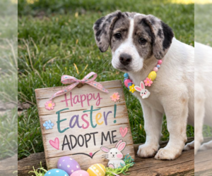 Borador Dogs for adoption in Yardley, PA, USA