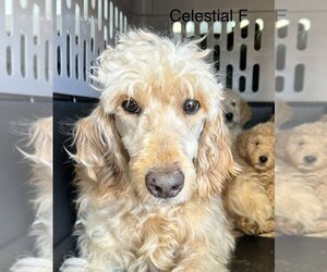 Golden Retriever Dogs for adoption in Studio City, CA, USA