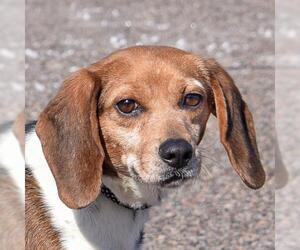 Bagle Hound Dogs for adoption in Huntley, IL, USA