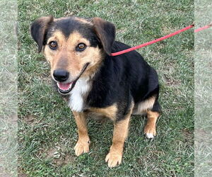 Australian Shepherd-Beagle Mix Dogs for adoption in Batavia, OH, USA