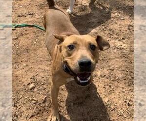 Basset Hound Dogs for adoption in Rocky Mount, VA, USA