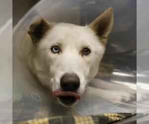 Siberian Husky-Unknown Mix Dogs for adoption in San Antonio, TX, USA
