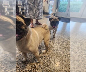 Pug Dogs for adoption in Tracy, CA, USA