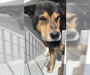 Gerberian Shepsky Dogs for adoption in Houston, TX, USA