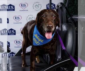 Labrador Retriever Dogs for adoption in San Diego, CA, USA