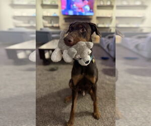Doberman Pinscher Dogs for adoption in Minneaoplis, MN, USA