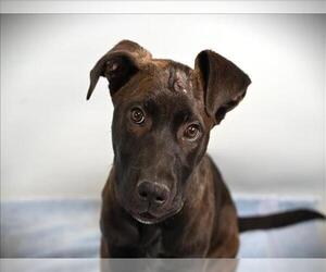 American Pit Bull Terrier-Unknown Mix Dogs for adoption in Fort Collins, CO, USA