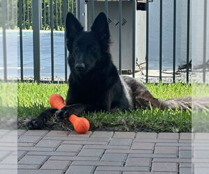 German Shepherd Dog Dogs for adoption in Fort Lauderdale, FL, USA