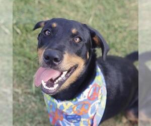 Rottweiler-Unknown Mix Dogs for adoption in San Antonio, TX, USA