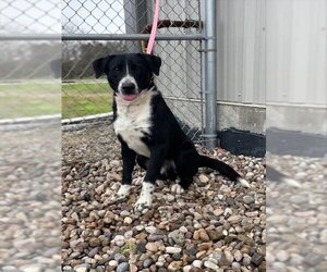 Border Collie Dogs for adoption in Rosenberg, TX, USA