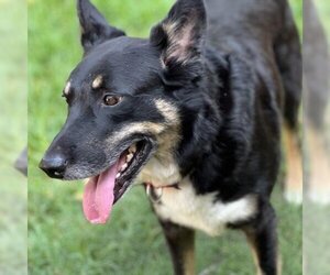 Australian Kelpie-Unknown Mix Dogs for adoption in Austin, TX, USA