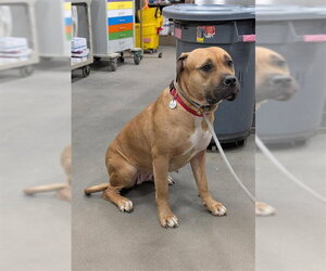 Mastiff Dogs for adoption in Forestville, MD, USA