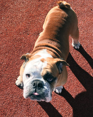 Bulldog Dogs for adoption in San Diego, CA, USA