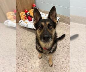 German Shepherd Dog Dogs for adoption in Brighton, CO, USA