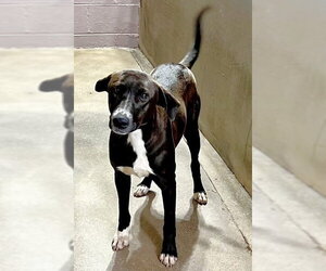 Mutt Dogs for adoption in Elmsford, NY, USA