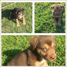 Labrottie Dogs for adoption in Dallas, TX, USA