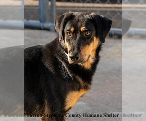 Rottweiler-Unknown Mix Dogs for adoption in Toccoa, GA, USA