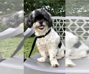 Hava-Apso Dogs for adoption in Weston, FL, USA