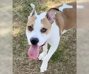 American Pit Bull Terrier-Unknown Mix Dogs for adoption in Evansville, IN, USA