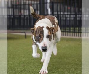 Plott Hound-Unknown Mix Dogs for adoption in Waco, TX, USA