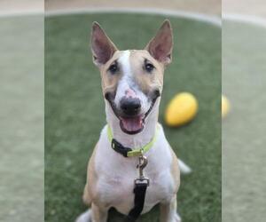 Bull Terrier-Unknown Mix Dogs for adoption in Las Vegas, NV, USA