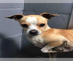 Chihuahua Dogs for adoption in Alameda, CA, USA