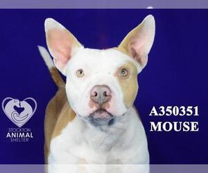 American Pit Bull Terrier-Unknown Mix Dogs for adoption in Stockton, CA, USA