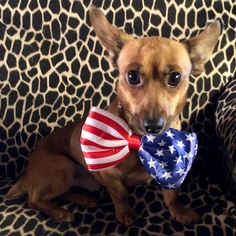 Doxie-Pin Dogs for adoption in Santa Clarita, CA, USA