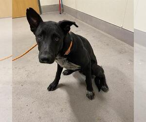 German Shepherd Dog Dogs for adoption in Modesto, CA, USA