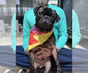 Pug Dogs for adoption in High Point, NC, USA