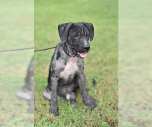 Daniff Dogs for adoption in Lacombe, LA, USA