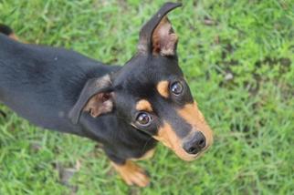 Miniature Pinscher Dogs for adoption in Albany, GA, USA