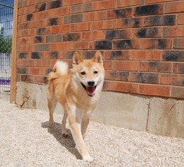 Shiba Inu Dogs for adoption in Island Lake, IL, USA