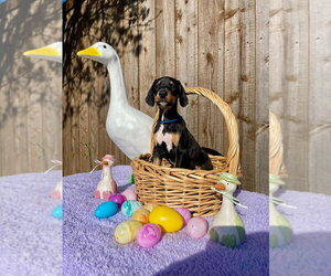 Doberman Pinscher-Great Dane Mix Dogs for adoption in Bullard, TX, USA