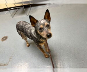 Mutt Dogs for adoption in Denver, CO, USA