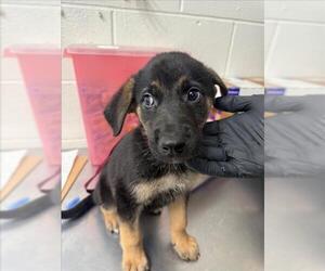 German Shepherd Dog Dogs for adoption in San Bernardino, CA, USA