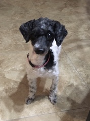 Poodle (Miniature) Dogs for adoption in west Palm Beach, FL, USA