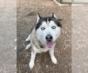 Alaskan Malamute Dogs for adoption in Waterford, VA, USA