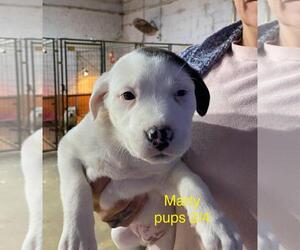 Labrador Retriever-Unknown Mix Dogs for adoption in Brooksville, FL, USA